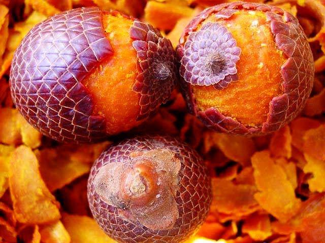 Buriti Seed - Gachala Skincare